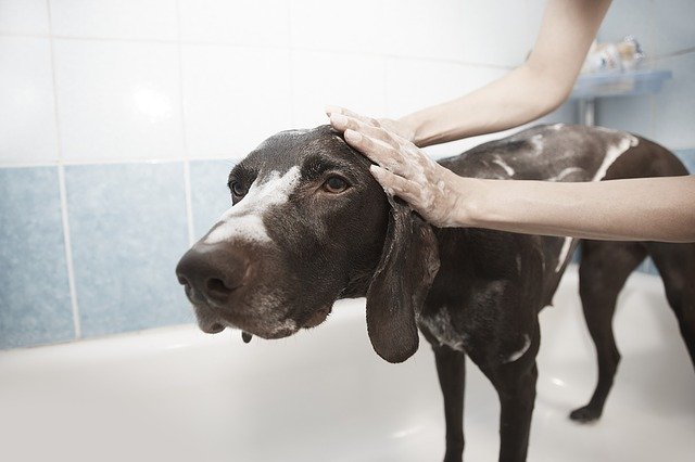 Hunde mit normalem Shampoo waschen
