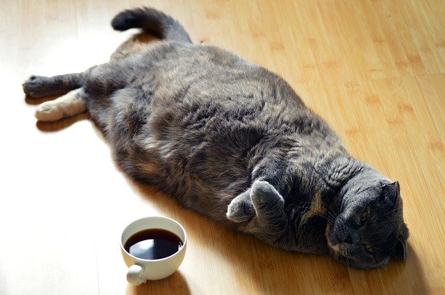 Dürfen Katzen Kaffee trinken