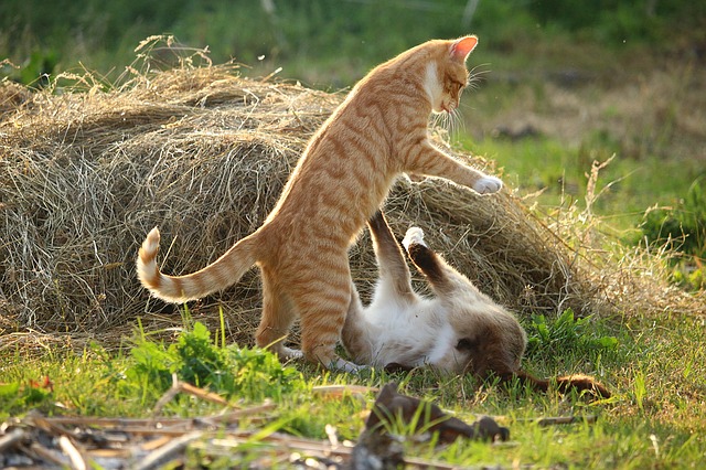 Warum putzen sich Katzen gegenseitig und kämpfen dann