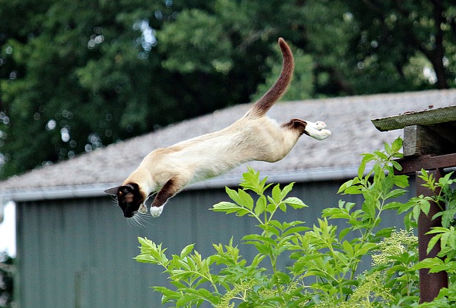 Wie hoch kann eine Katze springen