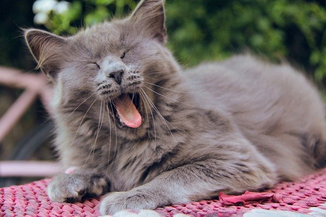 Können Katzen lachen