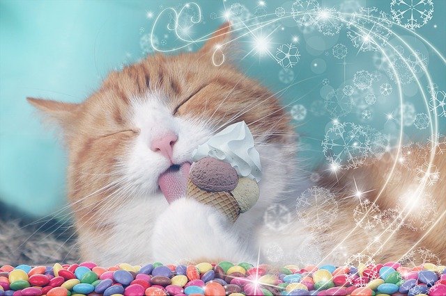 Dürfen Katzen Eis essen