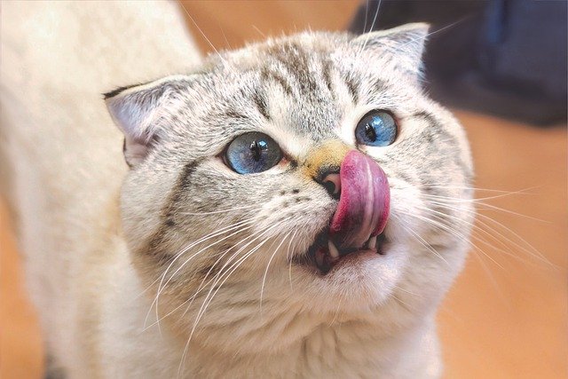 Warum leckt meine Katze meine Nase ab