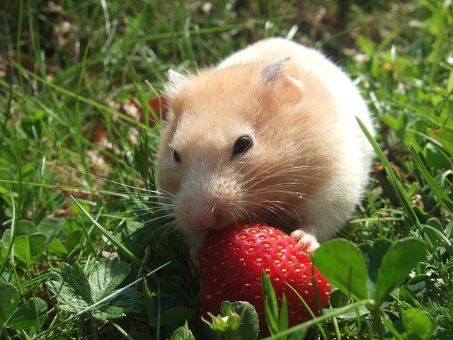 Dürfen Hamster Erdbeeren essen