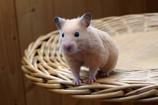 Können Hamster springen und klettern