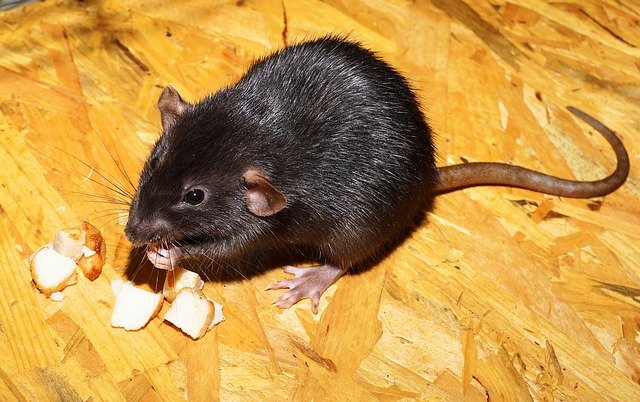 unbedenkliche Lebensmittel für Ratten