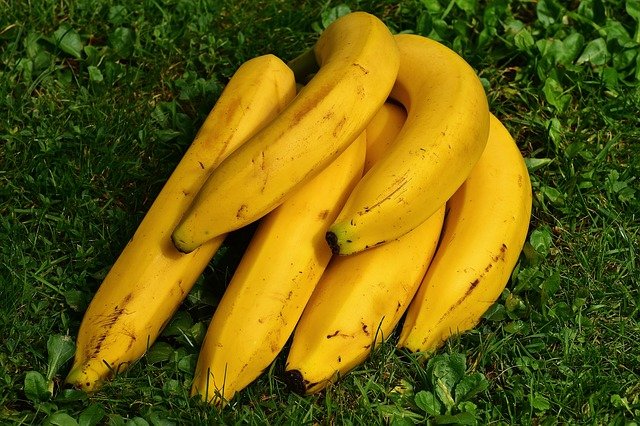 Dürfen Ratten Bananen essen