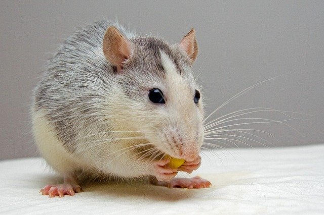 Ernährungsratgeber für Ratten