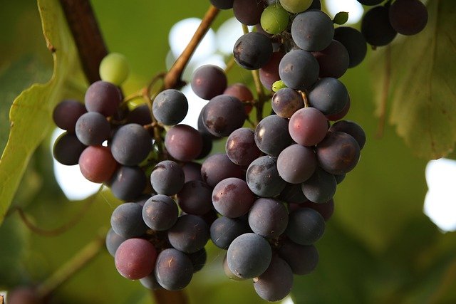 Dürfen Enten Weintrauben essen?