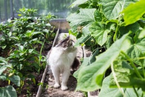 Sind Gurkenblätter giftig für Katzen