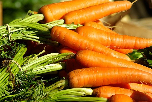 Dürfen Bartagamen Karotten essen
