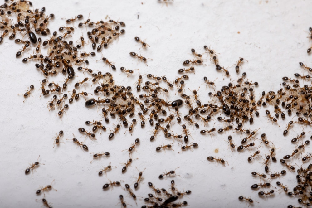 Dürfen Katzen Ameisen essen