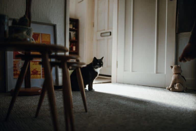 Katze Türen öffnen abgewöhnen