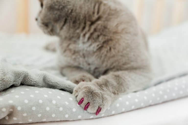 Nagelkappen für Katzen
