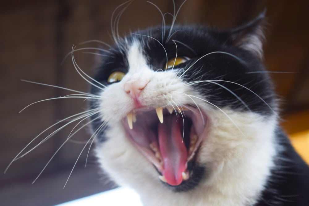 Warum schreien Katzen bei der Paarung