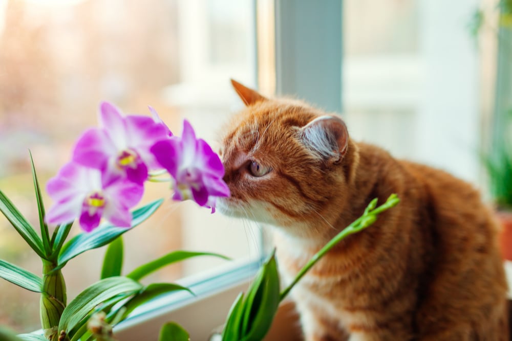 Wie weit können Katzen riechen