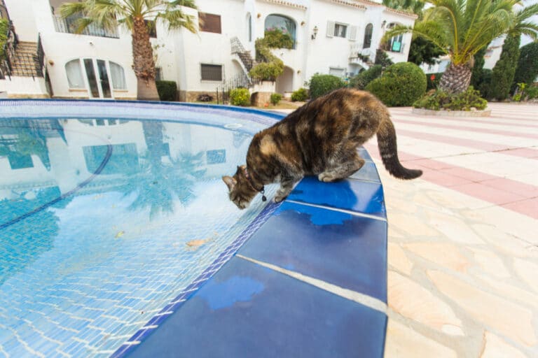 Dürfen Katzen Poolwasser trinken