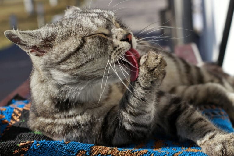 Warum lecken sich Katzen die Pfoten